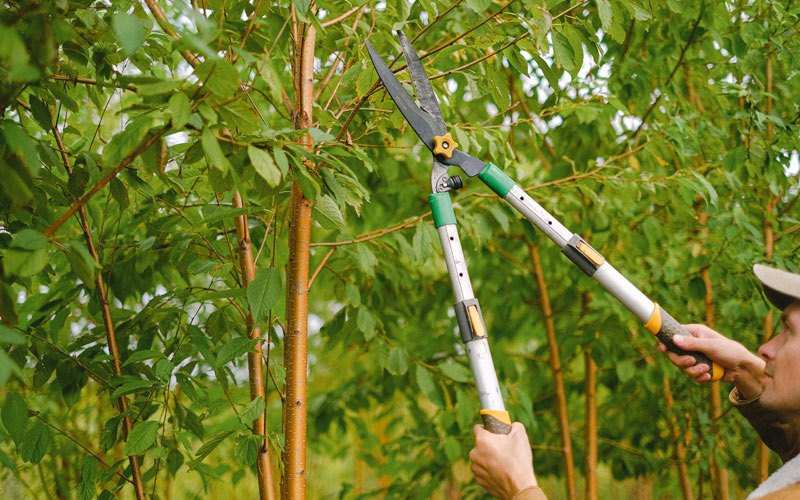 Tree trimming in Safford, AZ